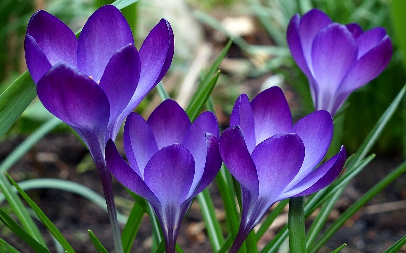 Backgrounds Spring Wallpapers ~ Top Best HD Wallpapers for Desktop