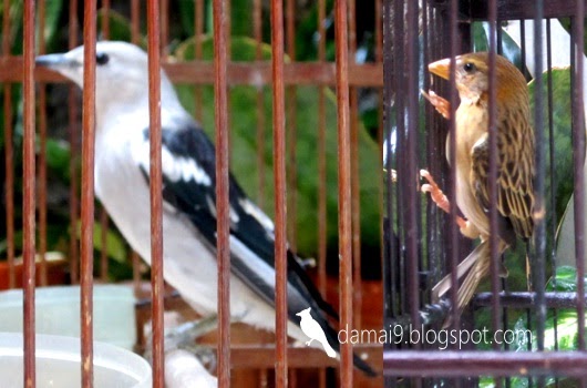 Budidaya Burung [BANTU KAWAN] DIJUAL JALAK KAPAS BONUS