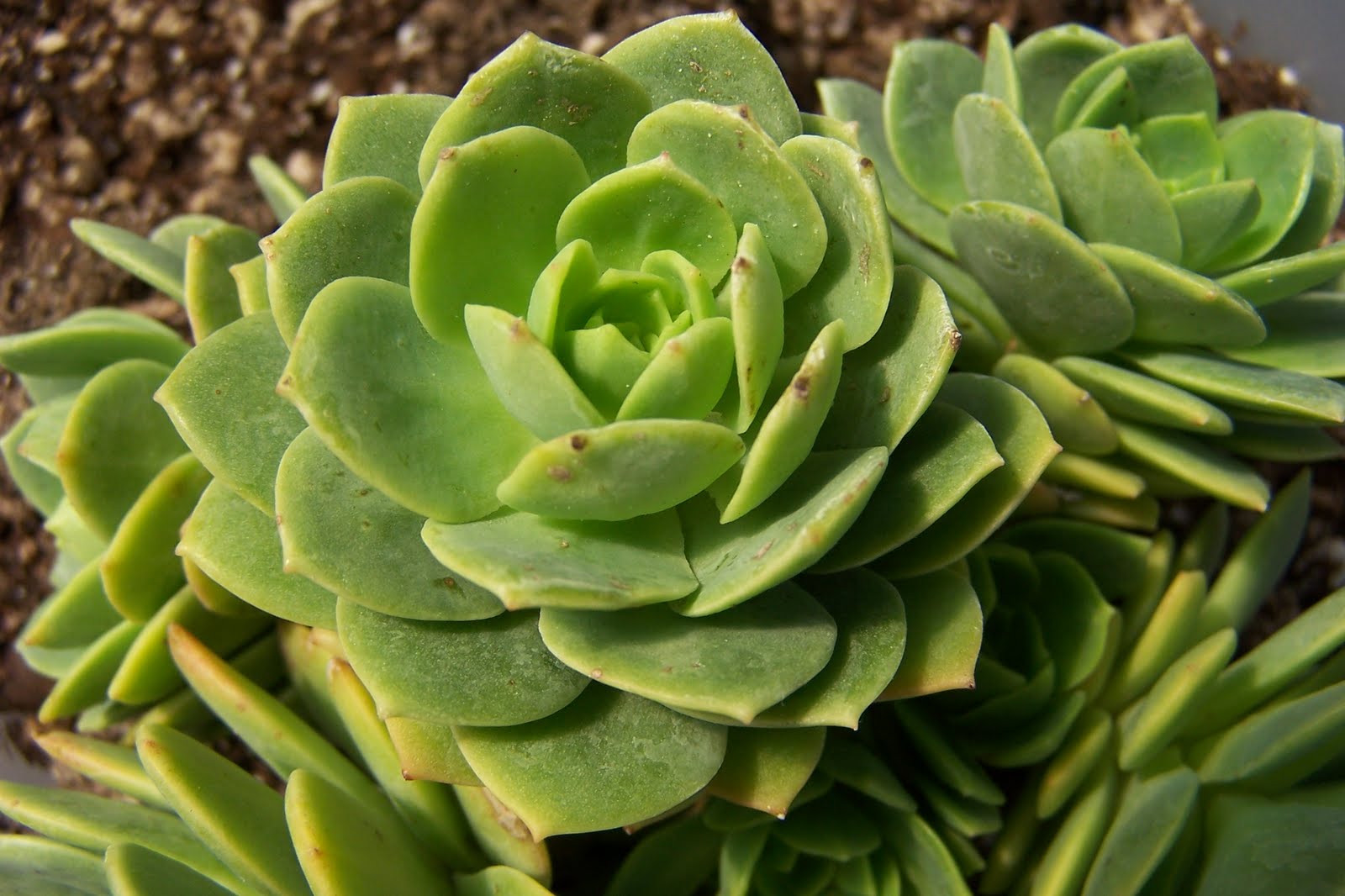 Oregon Cactus Blog Sedeveria �Green Rose�