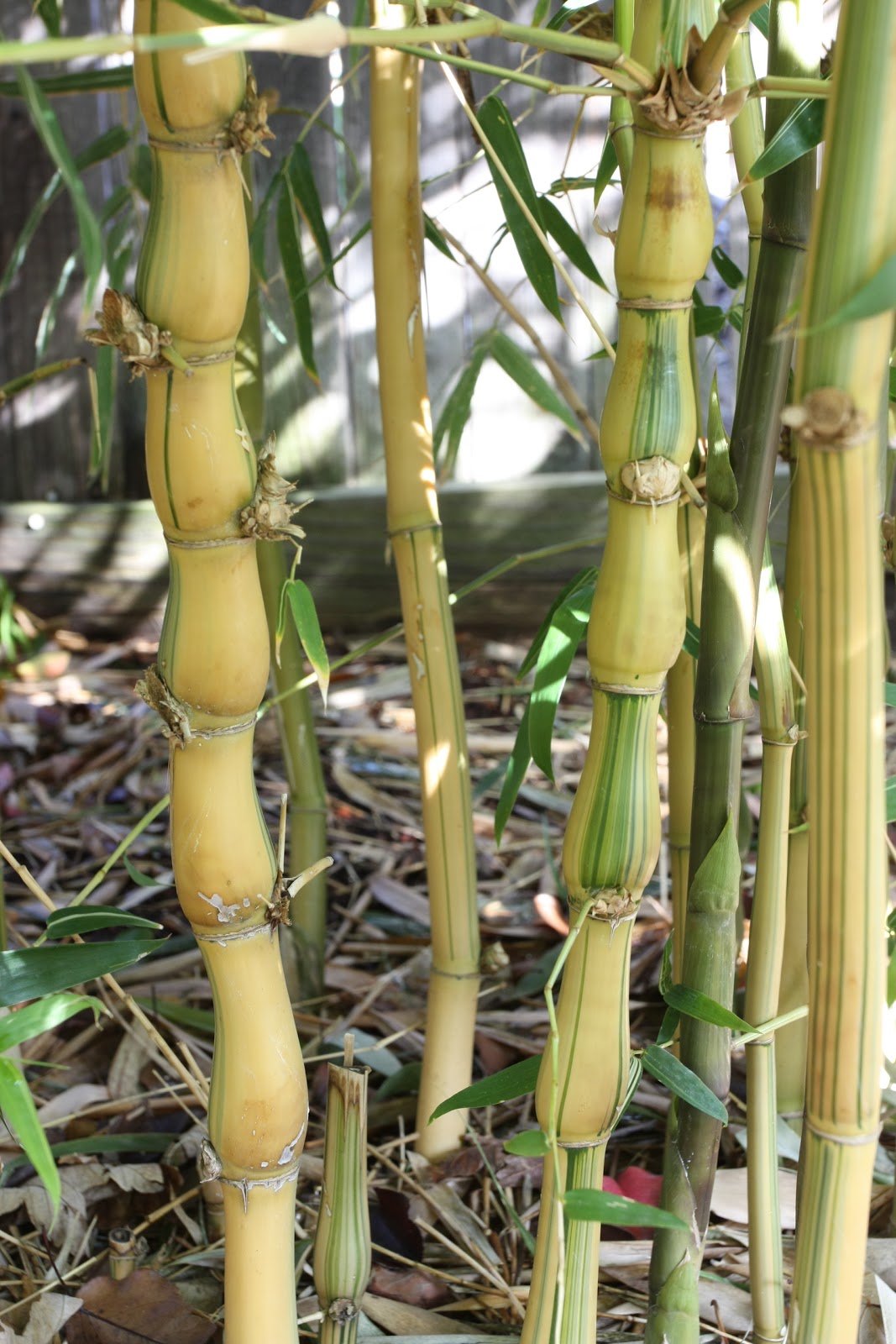 Bamboo Geek Notes from a radio interview Top seven