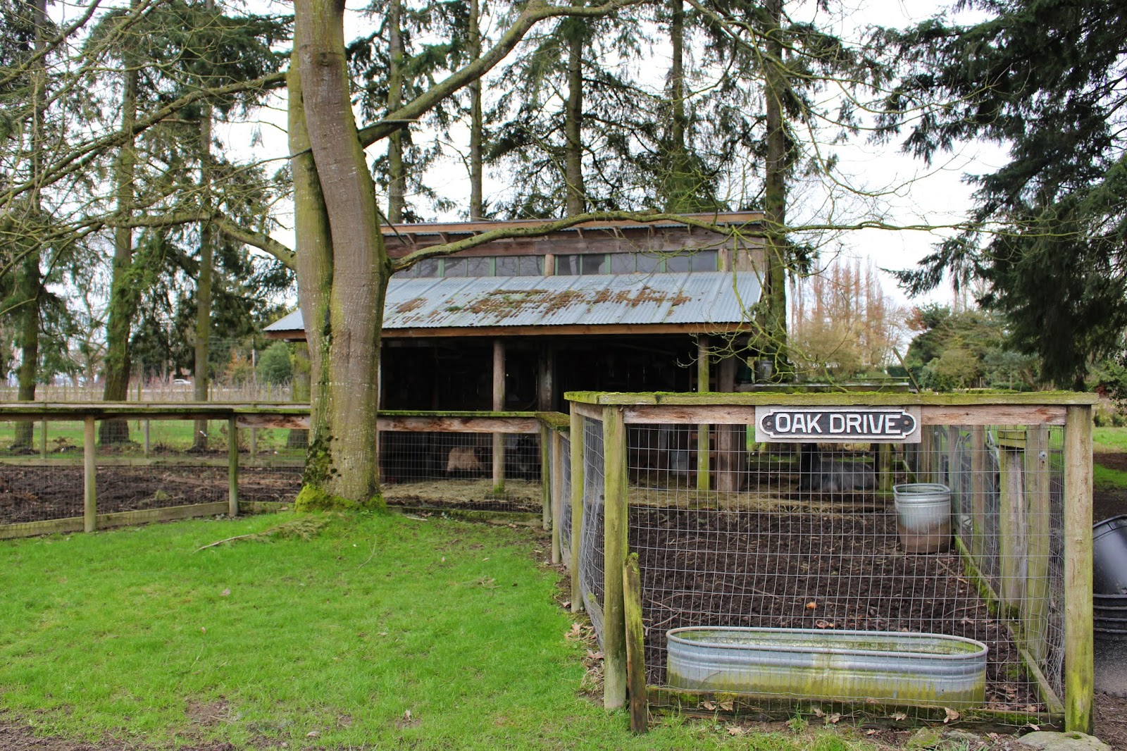 Rooted In Thyme Christianson's Nursery in Mt. Vernon, Washington and
