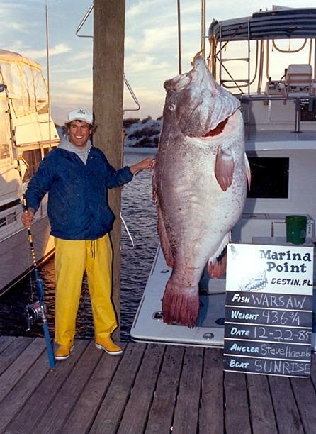 Big Fishes of the World: GROUPER WARSAW (Epinephelus nigritus)
