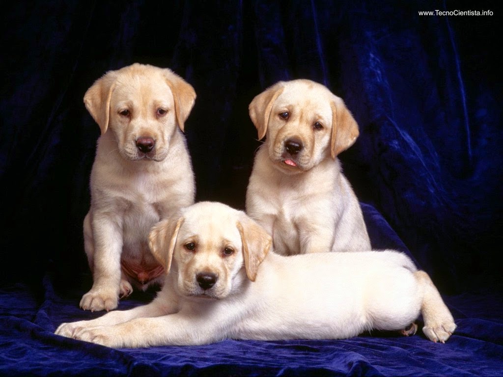 Dicas pet shop sua pet stores Filhotes de Labrador retriever
