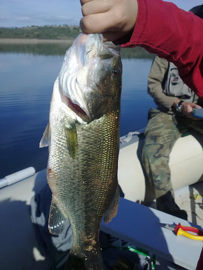 Black Bass del Cijara.