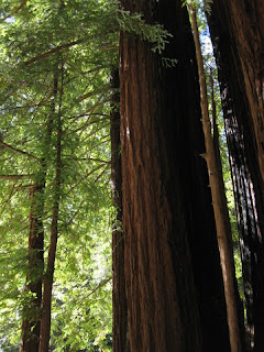 Stand of redwoods near the store in Big Basin Redwoods State Park, California