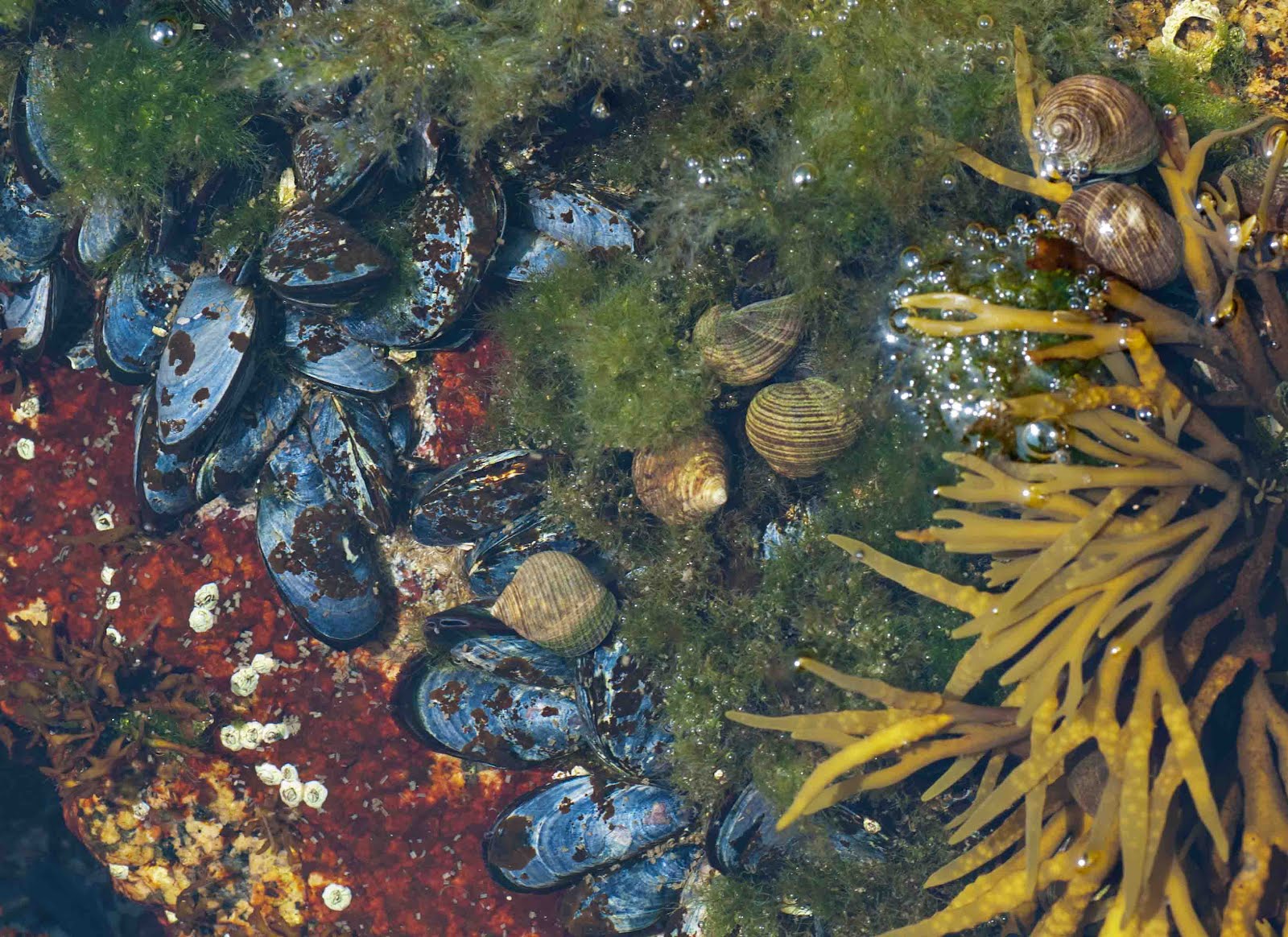 maine tidal pools maine tidal pools