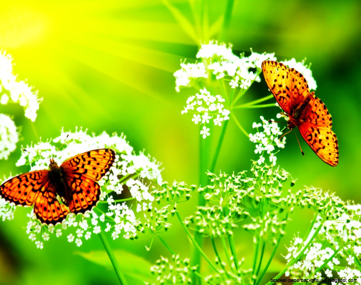 FreePhotoz Daily Wallpapers Backgrounds Butterflies On FreePhotoz Daily Wallpapers Backgrounds Butterflies On
