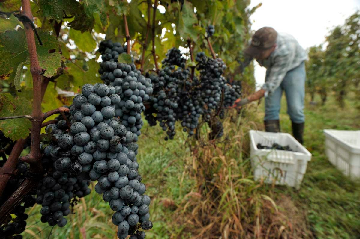 colheita Vinho... A Nobre Bebida