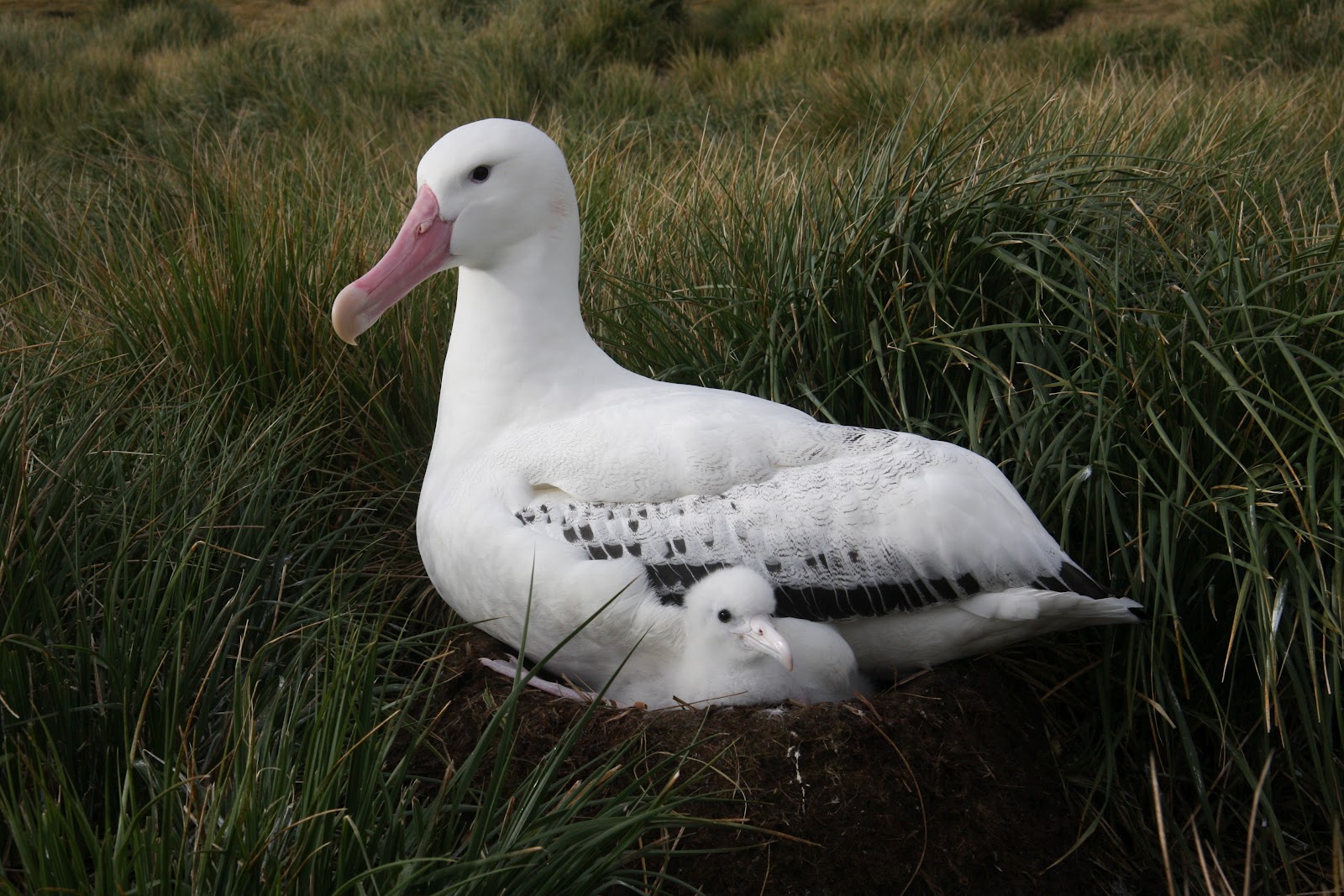 Albatross (film)