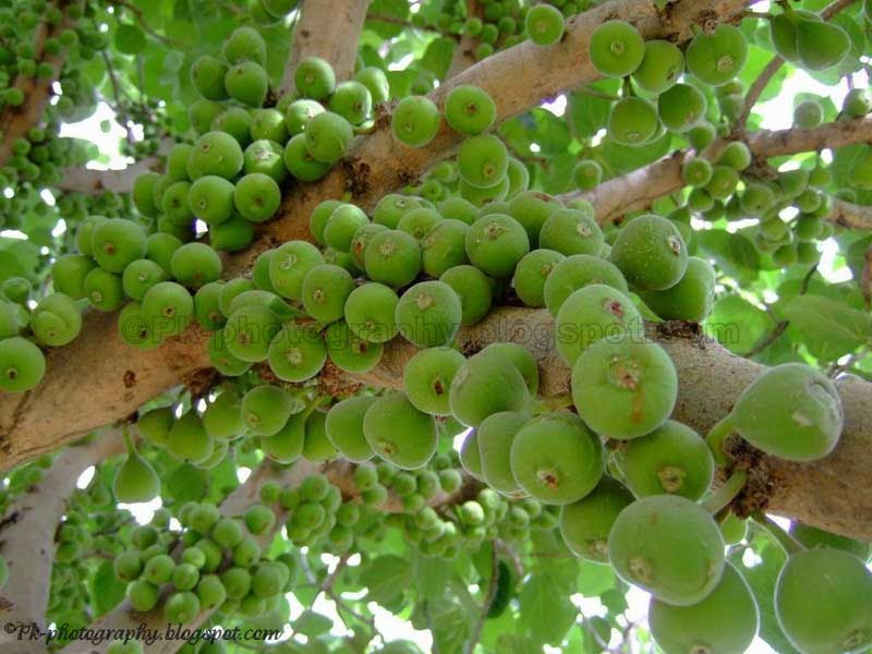 Wild Fig Tree Nature, Cultural, and Travel Photography Blog