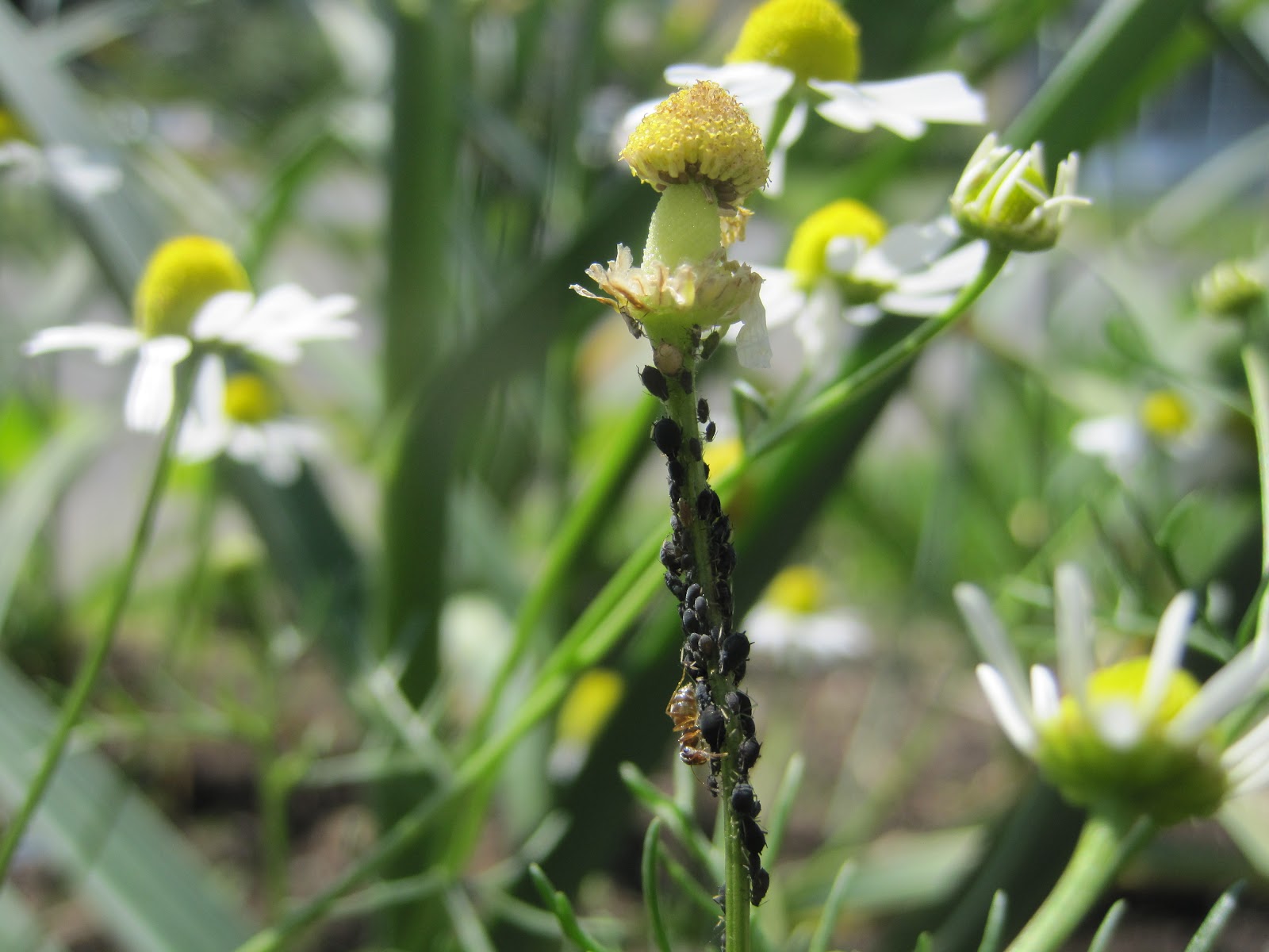 Aphid Eggs