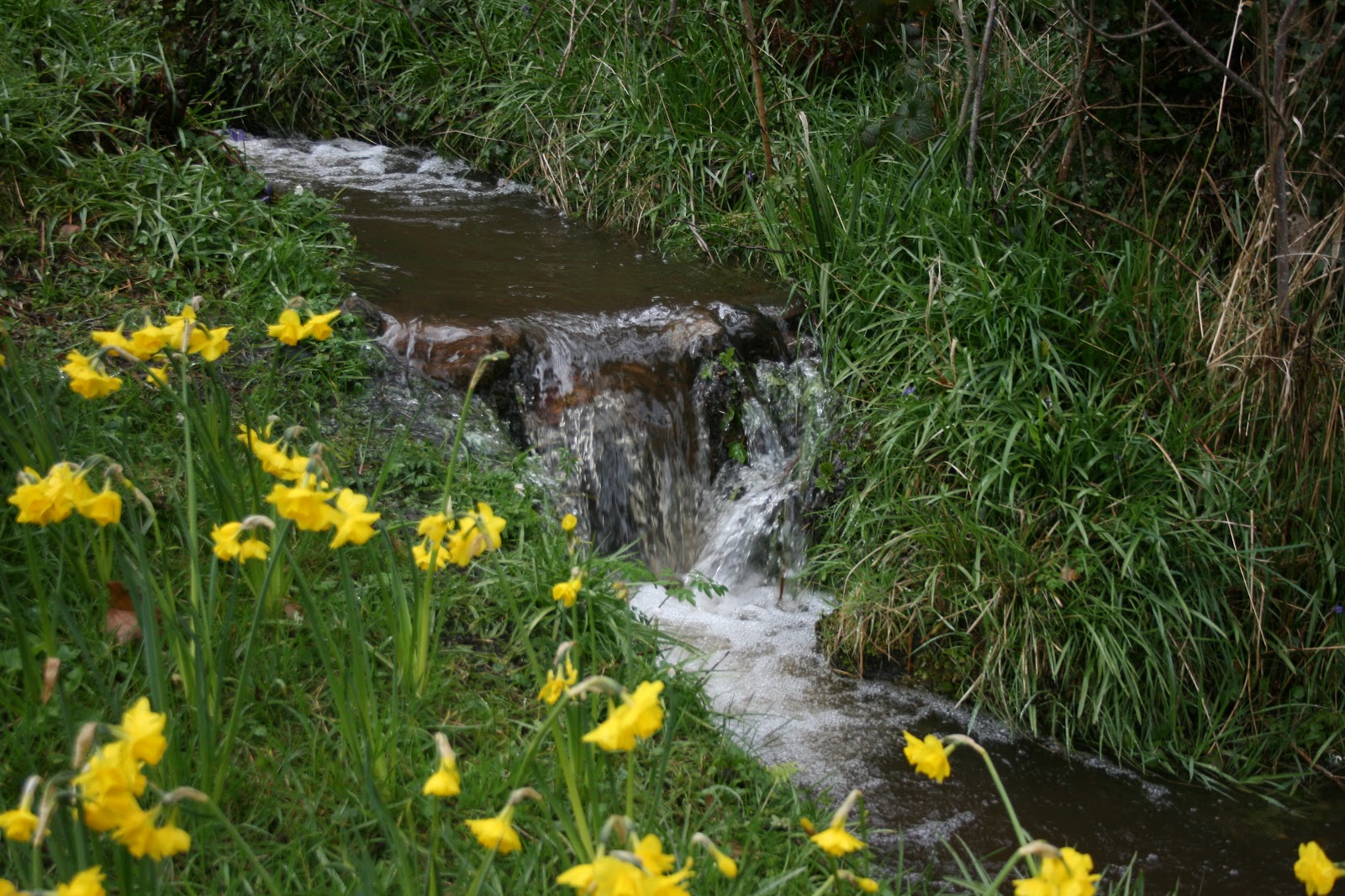 spring+stream.jpg