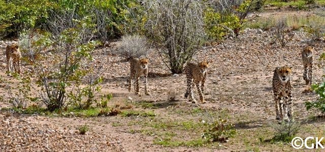 Cheetah Auswilderungs-Programm