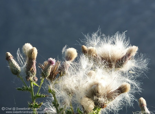 The Sounds of Walking @ www.sweetbriardreams.blogspot.co.uk