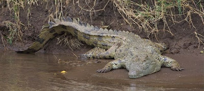 Nile crocodile (Crocodylus niloticus