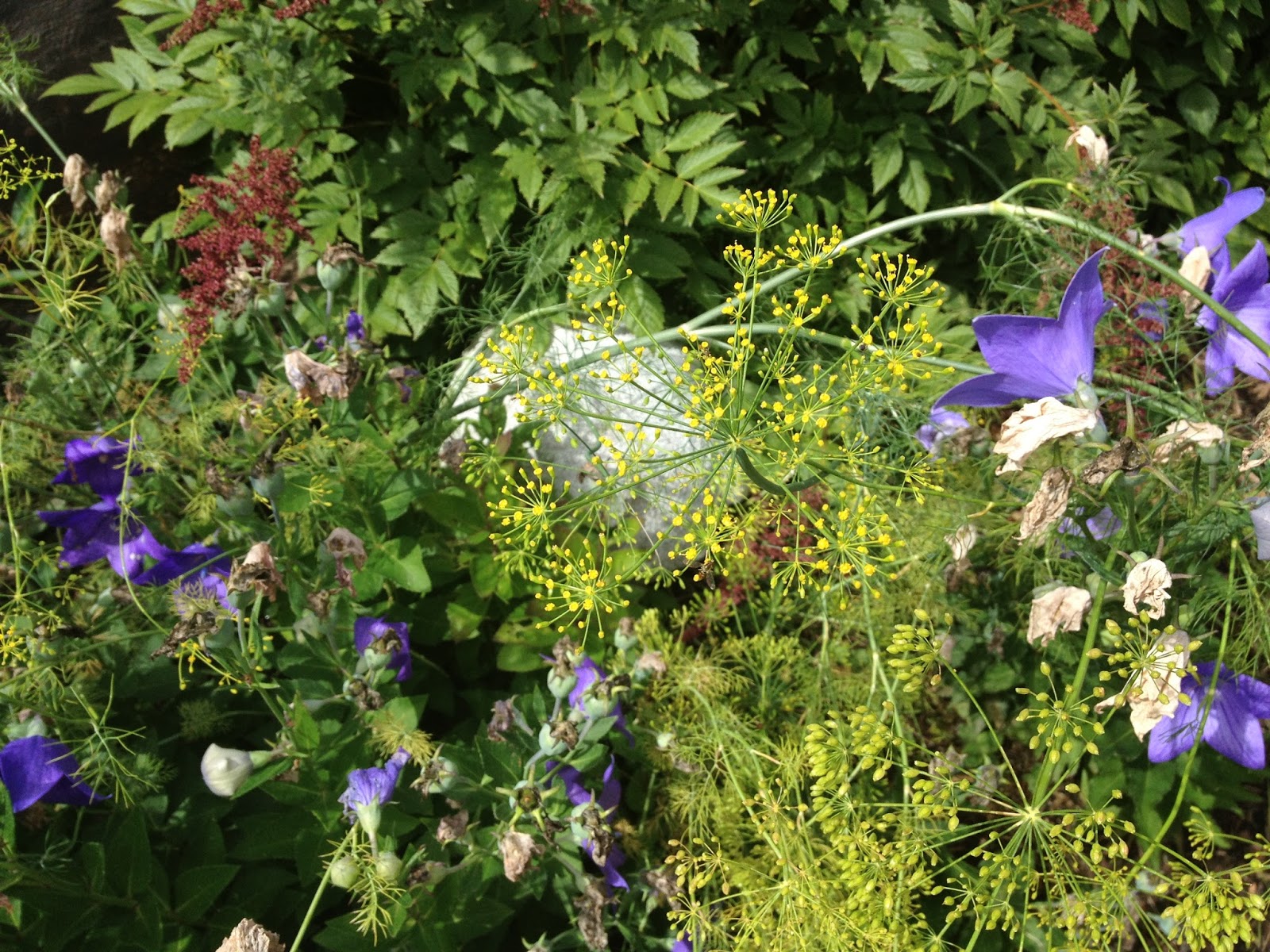 Cats On The Homestead Saving Seeds Part 1 Dill, Cilantro, and Peas
