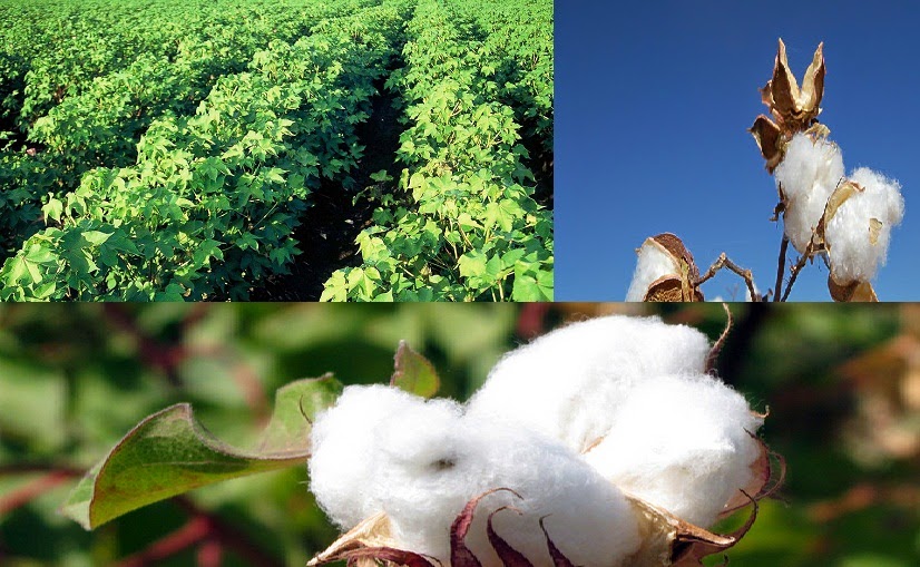 AGRICULTURE AND AGRICULTURAL INFORMATION