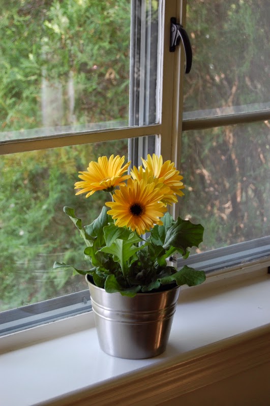 The Indoor Garden How to Grow a Gerber Daisy Indoors