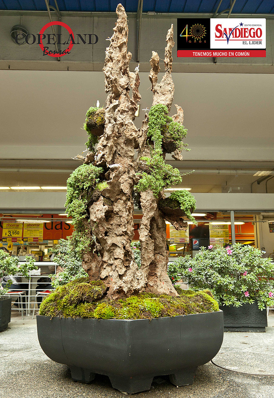 BONSAI COLOMBIA Expo Bonsai Medellin.