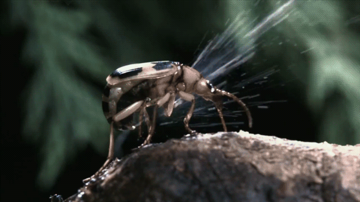 foto kumbang - gambar binatang