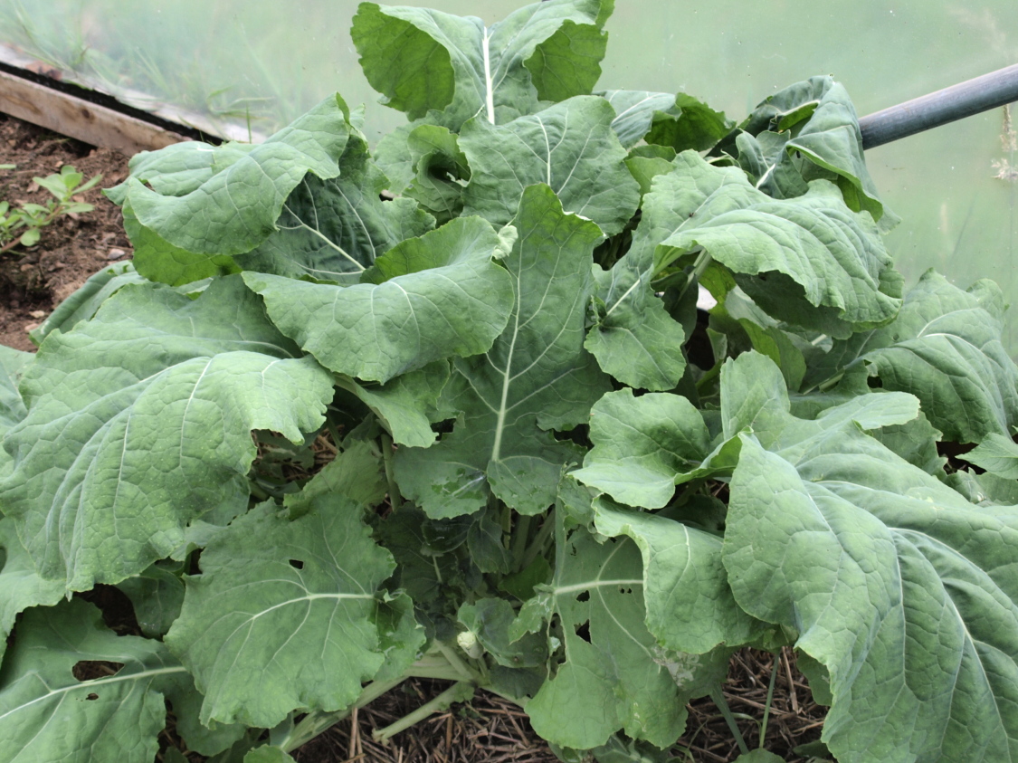 Raw Edible Plants Kale (Brassica oleracea)