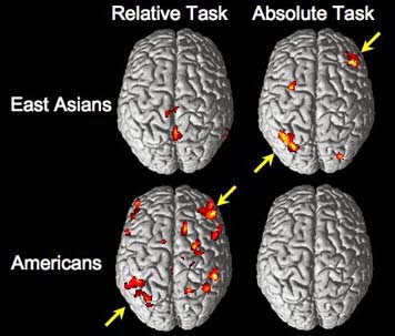 The Beauty of Cultural Diversity: Cultural Neuroscience : How Culture
