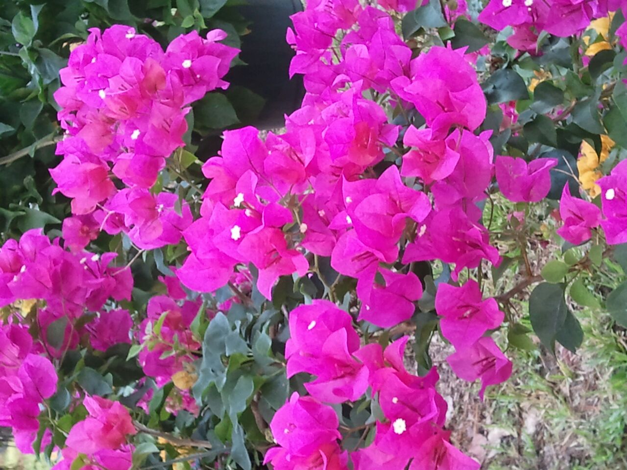 HeyPlantMan! Exotic Tropical Plants from St. Pete FL