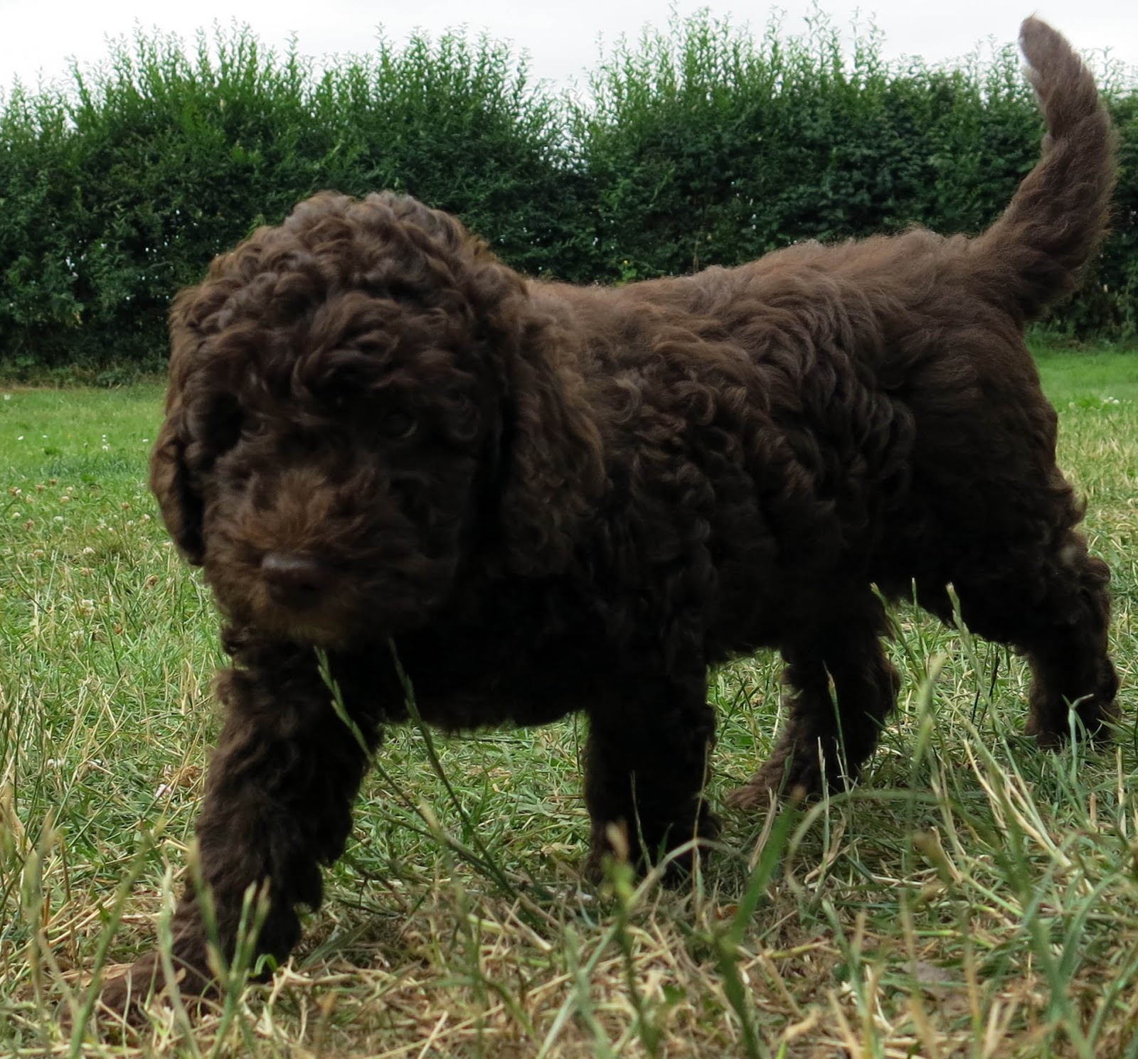 Flexi´s and Zamora´s Puppies, Flexis och Zamoras valpar, Spansk