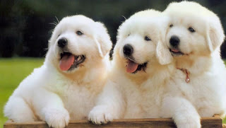 Three white cute dogs pics