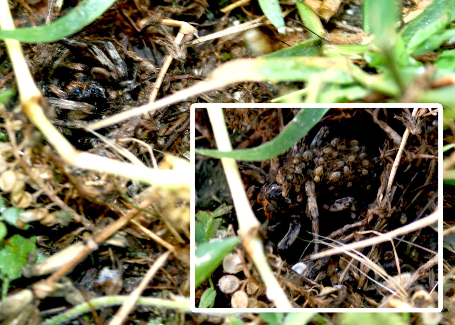The hole spider with babies on its back The hole spider with babies on its back
