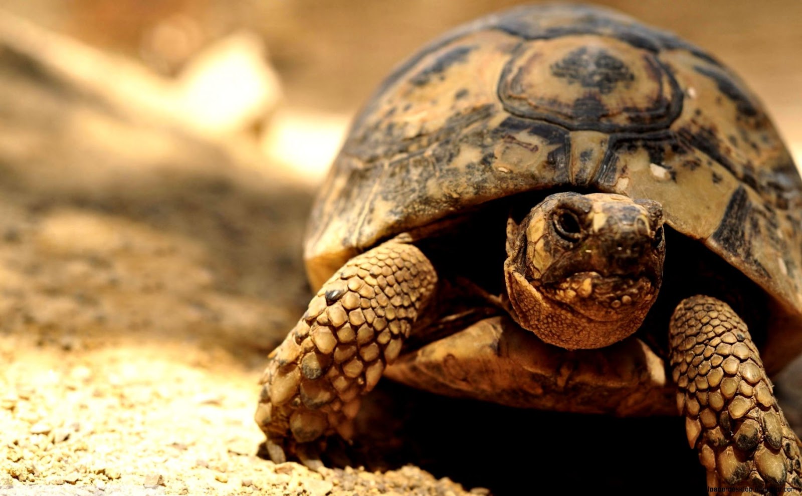 1920X1200 Turtle World Wallpaper 1920X1200 Turtle World Wallpaper