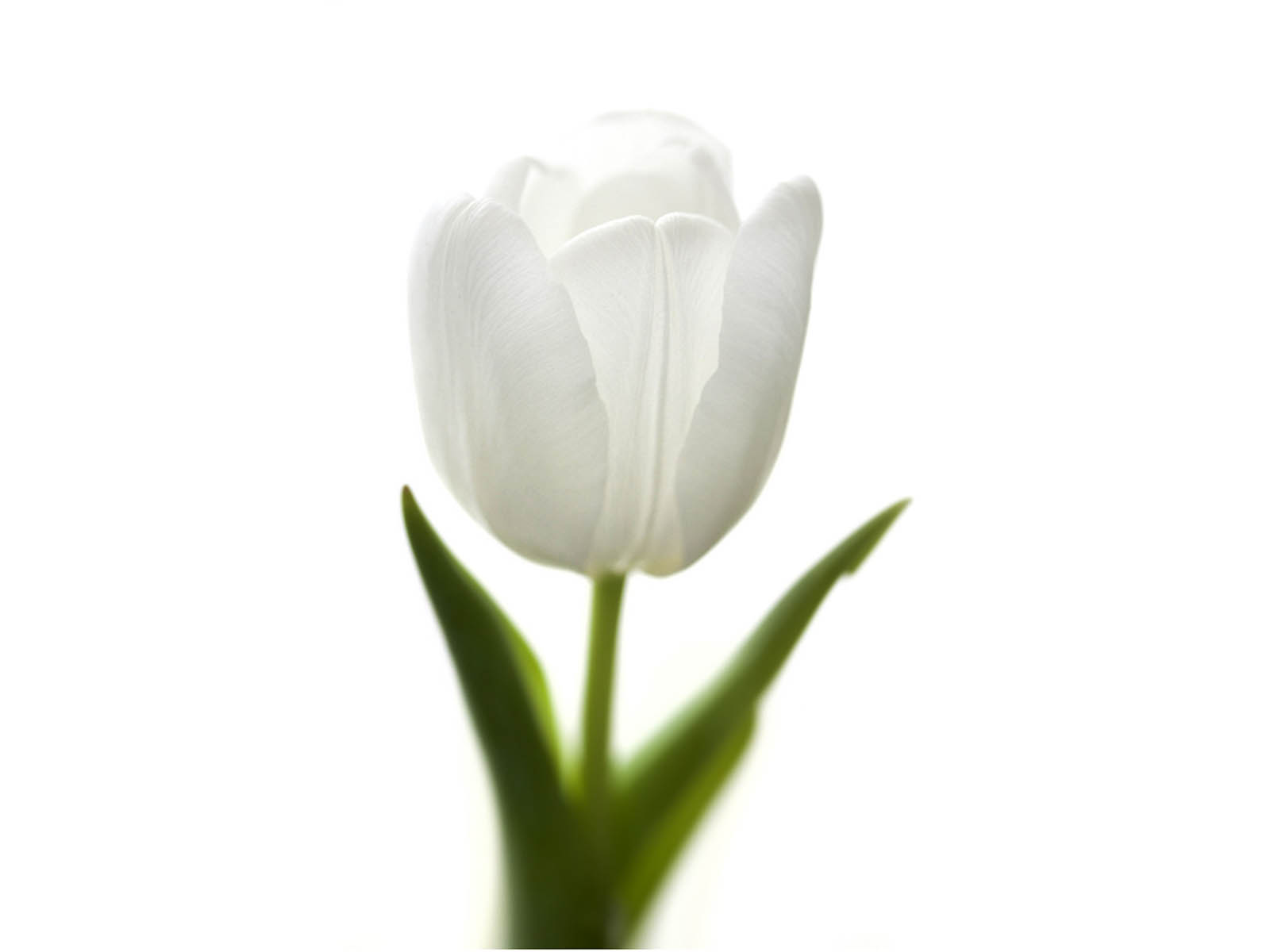HD Wallpapers White Tulip Flowers
