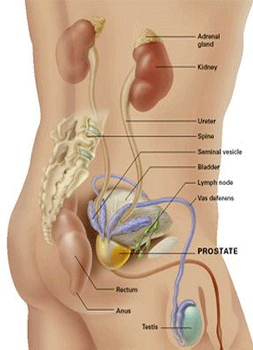 Natural Cures For Bladder Cancer Natural Cures For Bladder Cancer