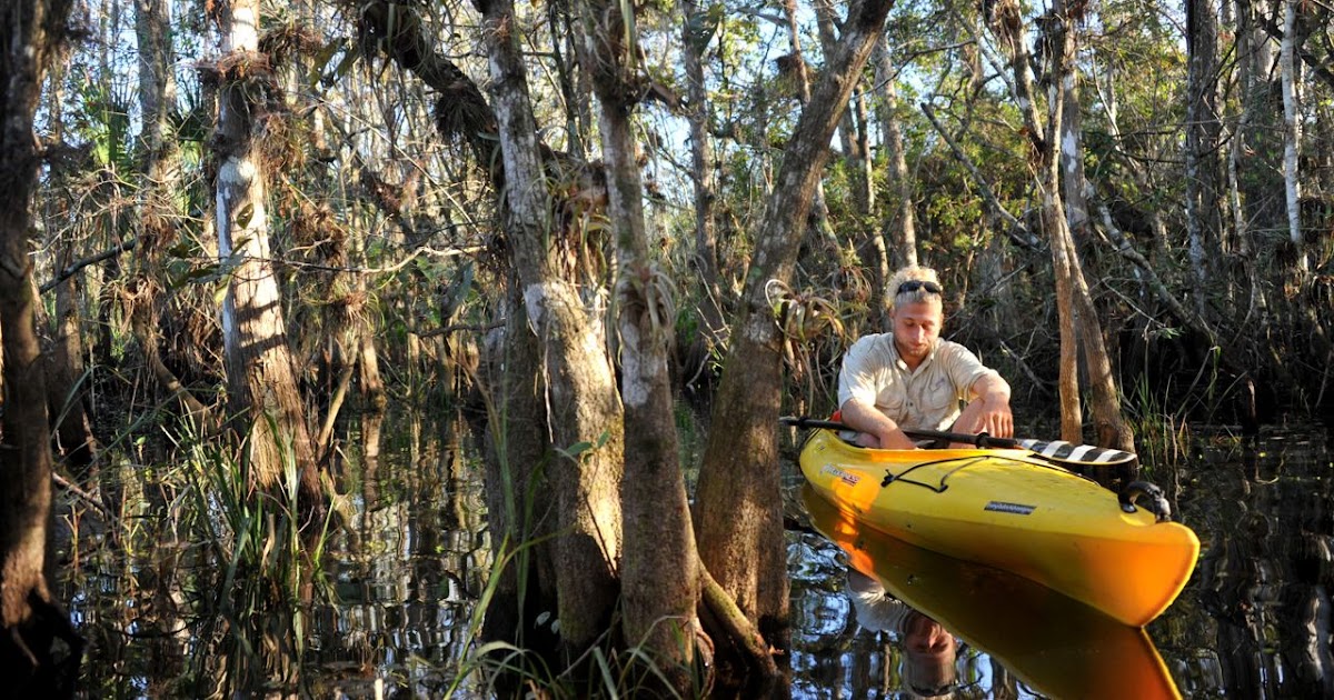 crazy little thing called blog Kayaking with Alligators, Turner River