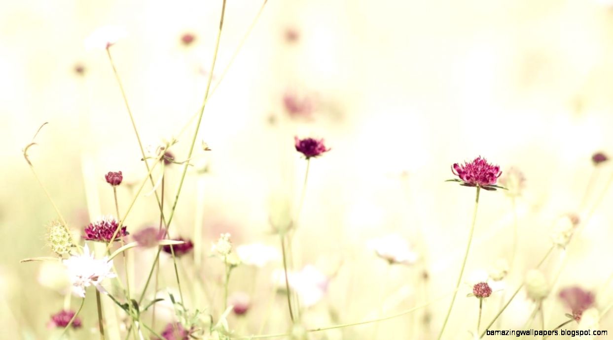 Pink Flower Wallpaper Tumblr 6805663 Pink Flower Wallpaper Tumblr 6805663