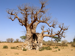 Pohon Baobab, Tampak Seperti Pohon Terbalik