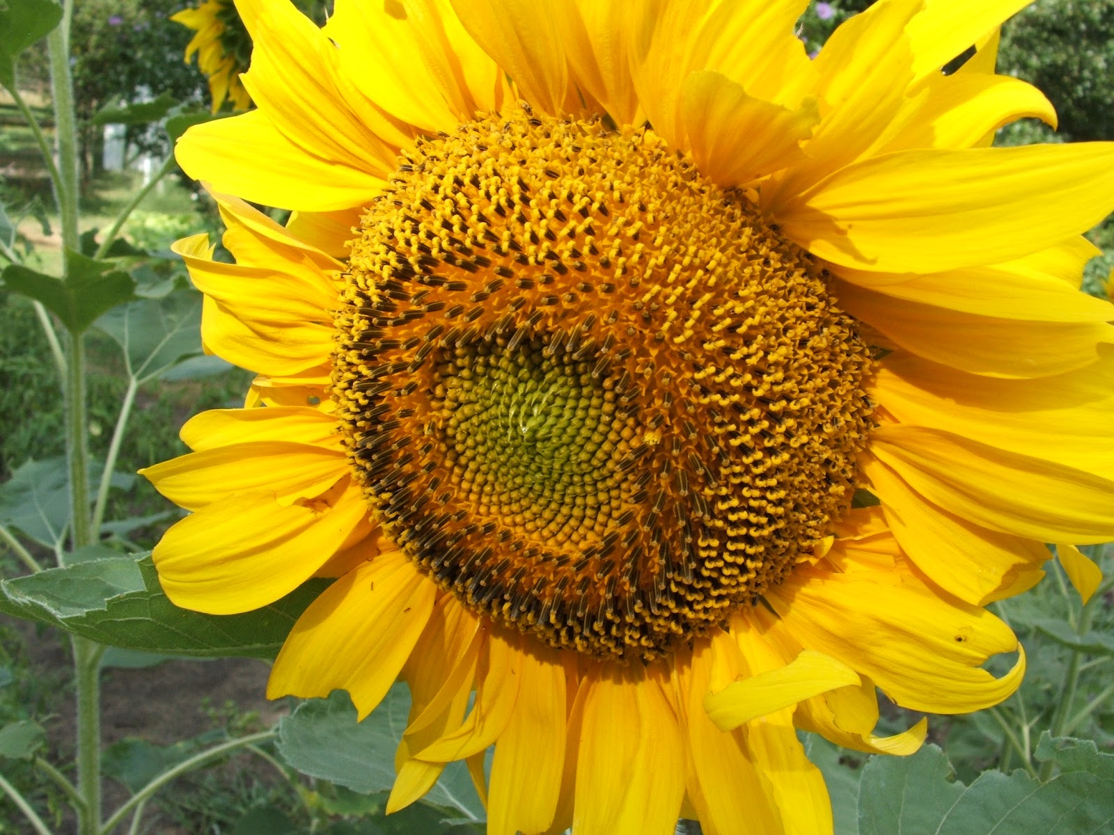 God's Growing Garden Mammoth Sunflowers