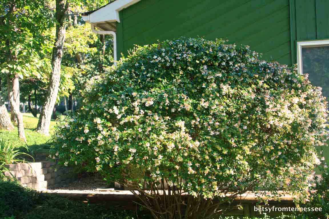 JOYFUL REFLECTIONS: Other Summer Flowers in our Yard