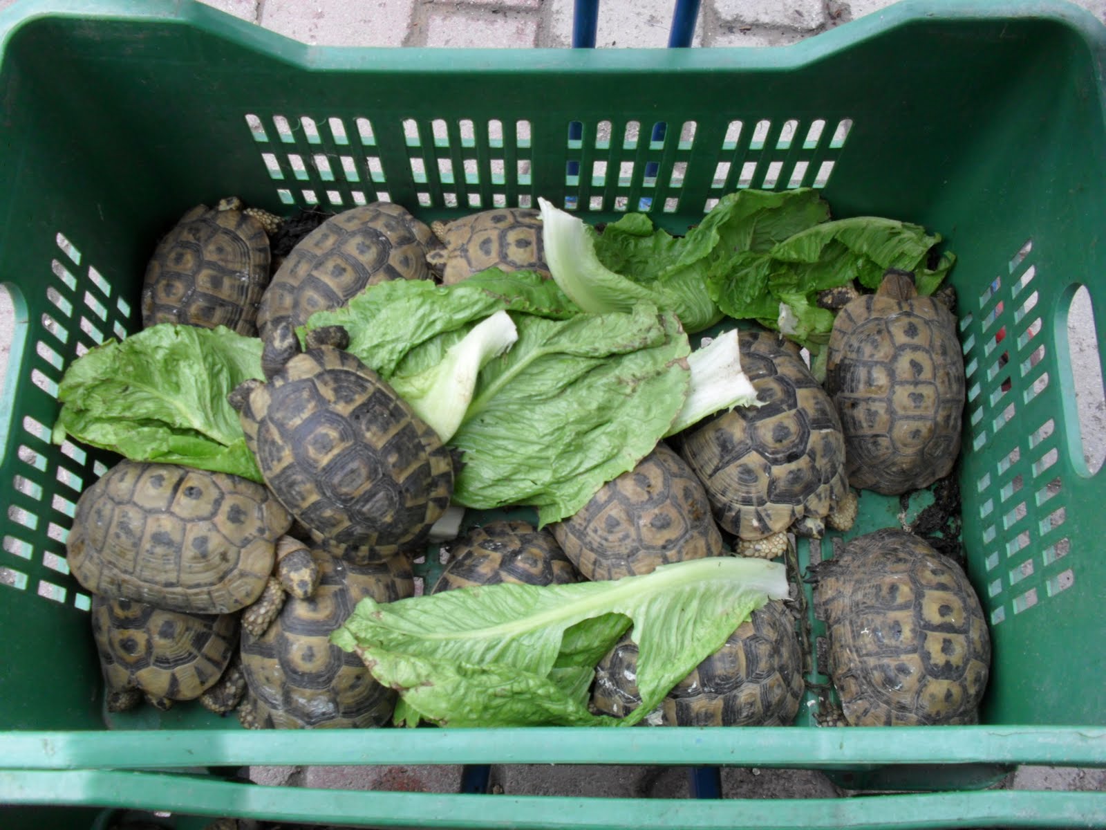 more+tortoises+2.jpg