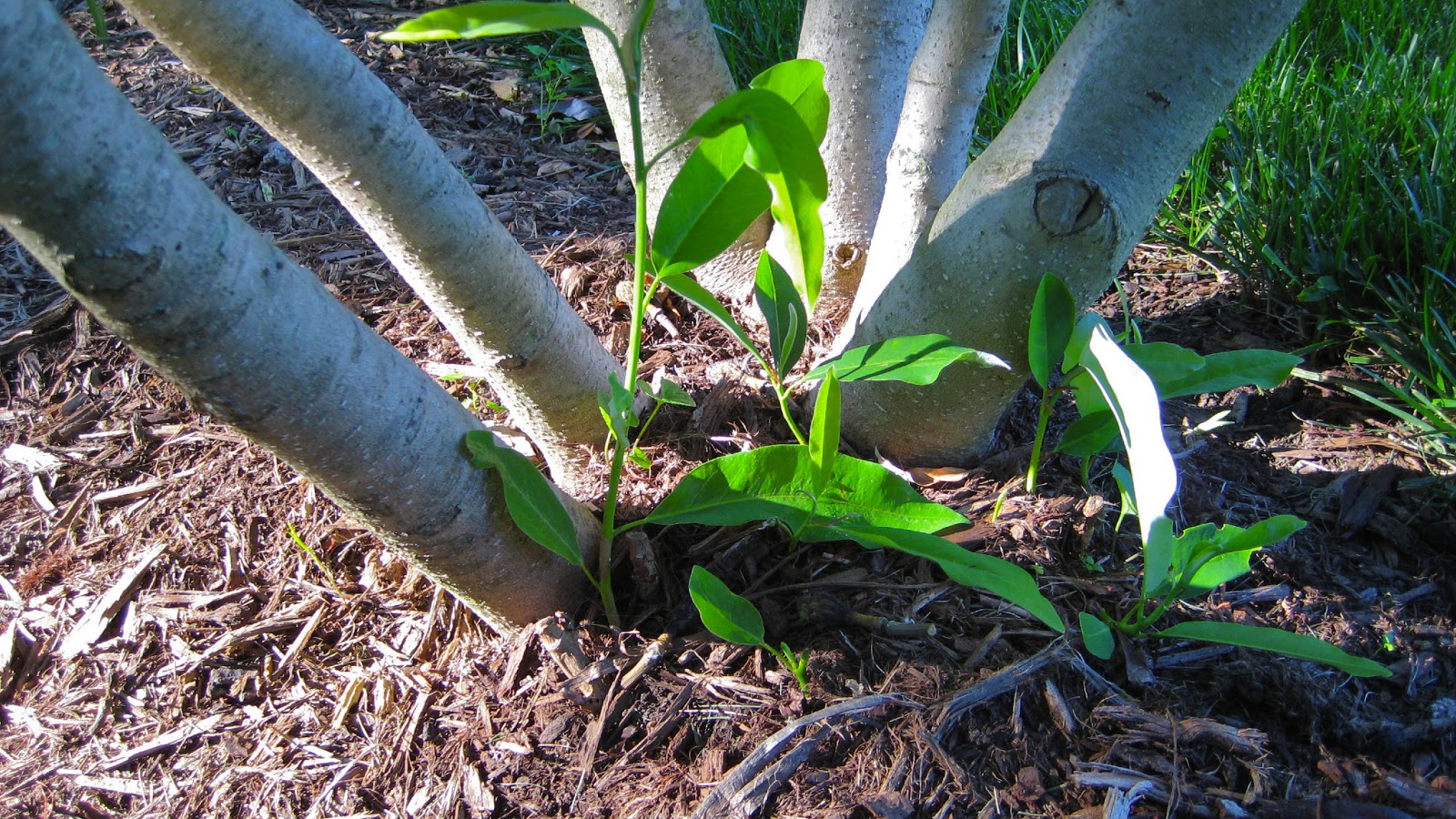 Yardifacts Pruning trees, shrubs, bonsai