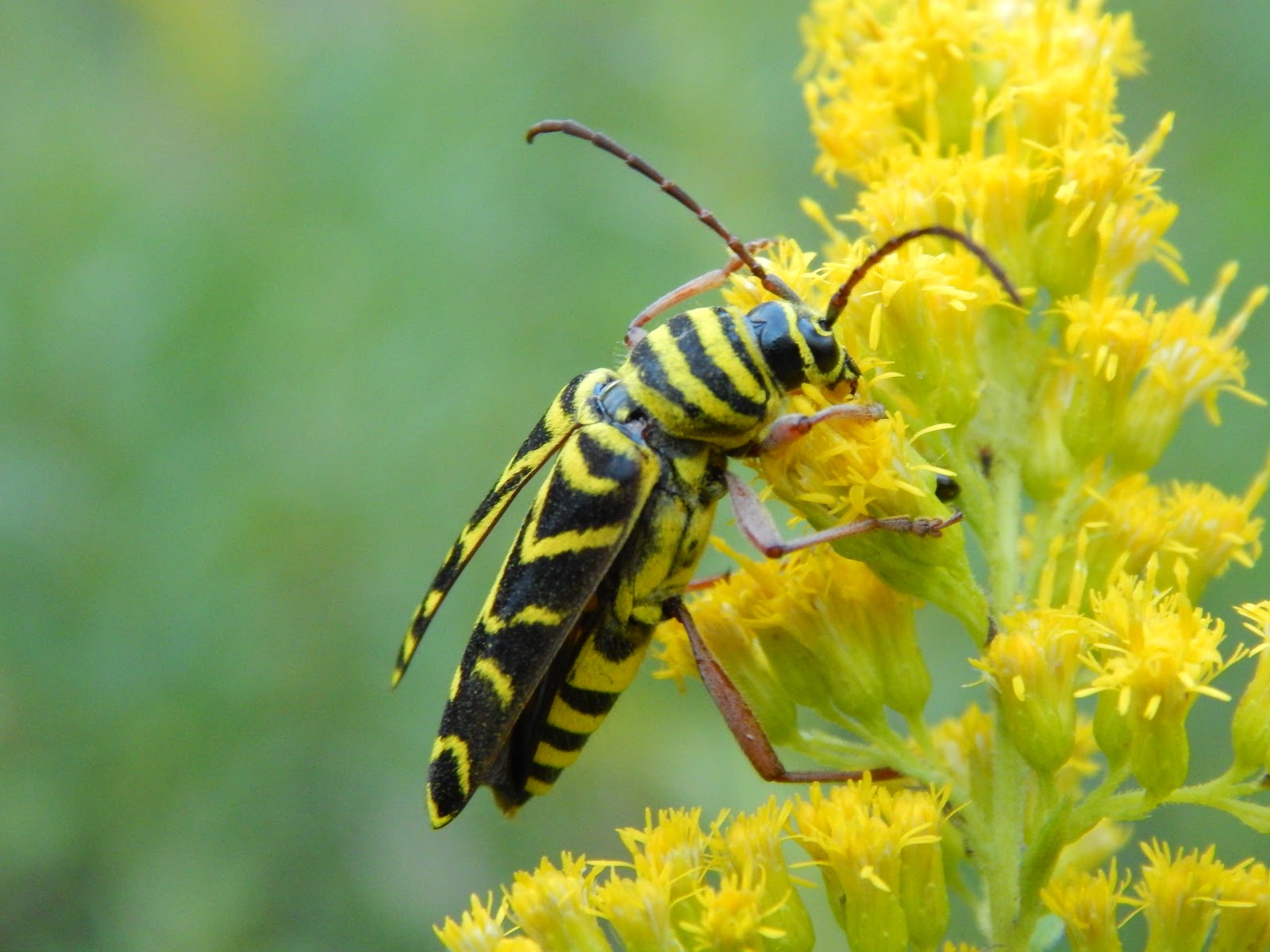 Capital Naturalist by Alonso Abugattas Beetle Pollinators