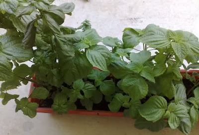 Cách trồng tía tô đơn giản tại nhà cho rau ăn quanh năm