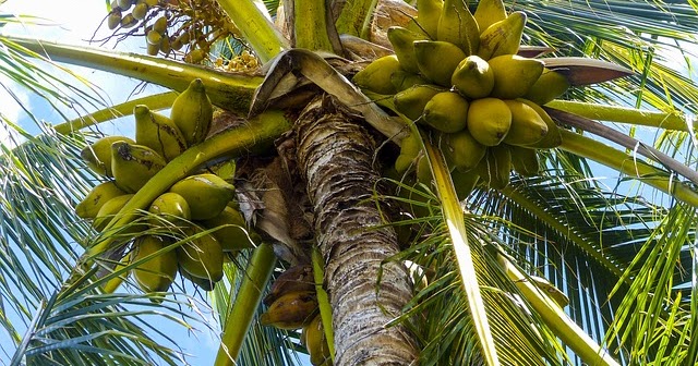 Kelapa Tumbuhan Yang Kaya Akan Manfaat Heqris Workspace kelapa tumbuhan yang kaya akan manfaat heqris workspace