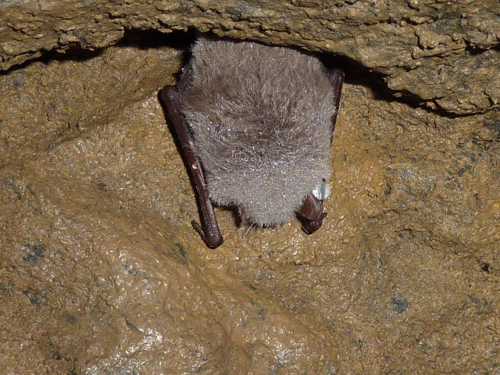 David's Bat Blog Protecting and monitoring Scotland's bat hibernacula
