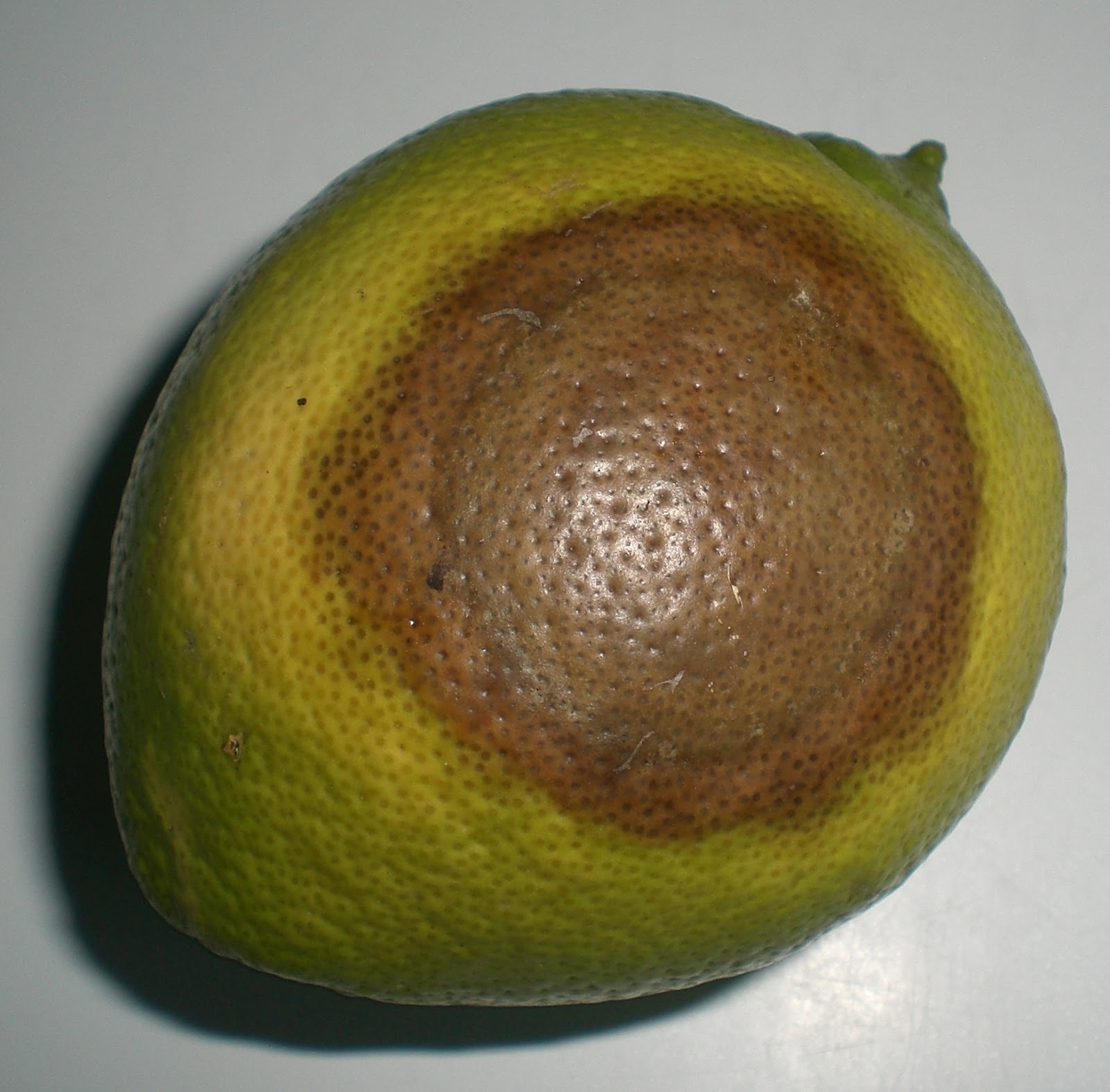 .09 Acres Citrus Brown Rot