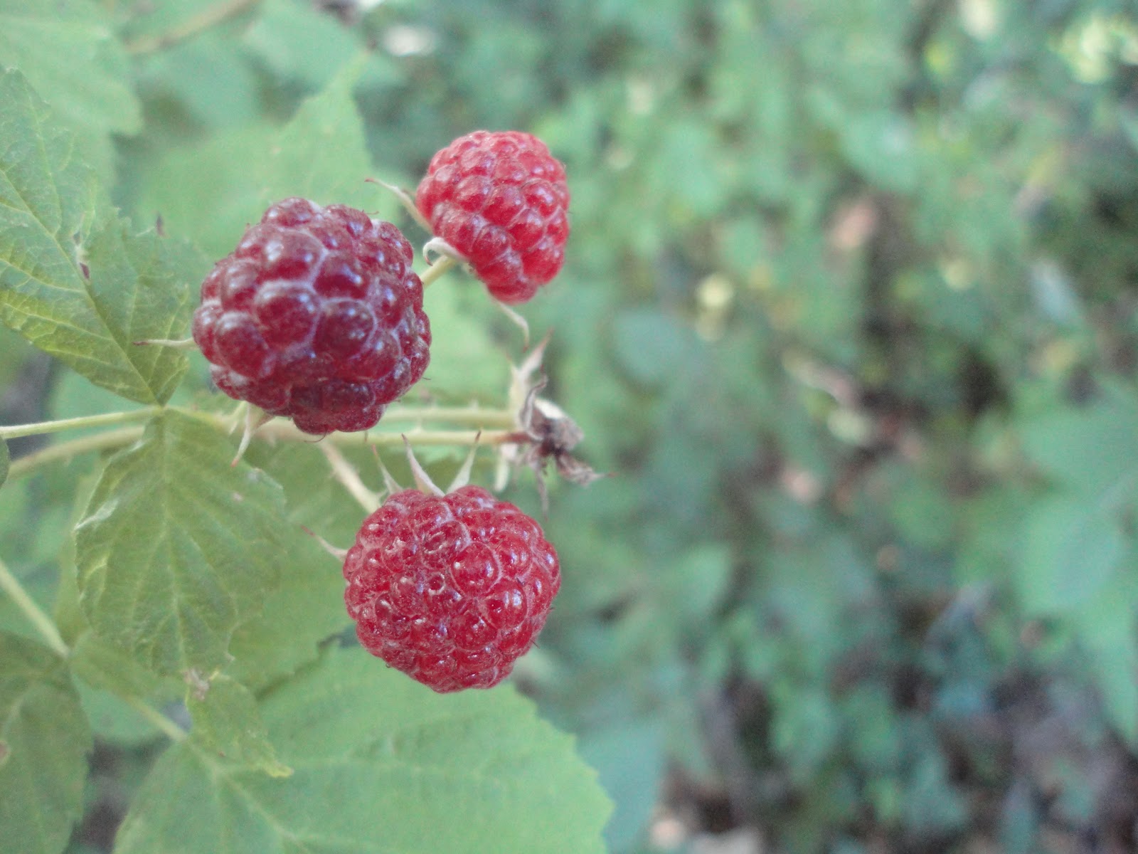 Simply Living Who Says You Can T Grow Raspberries In Florida