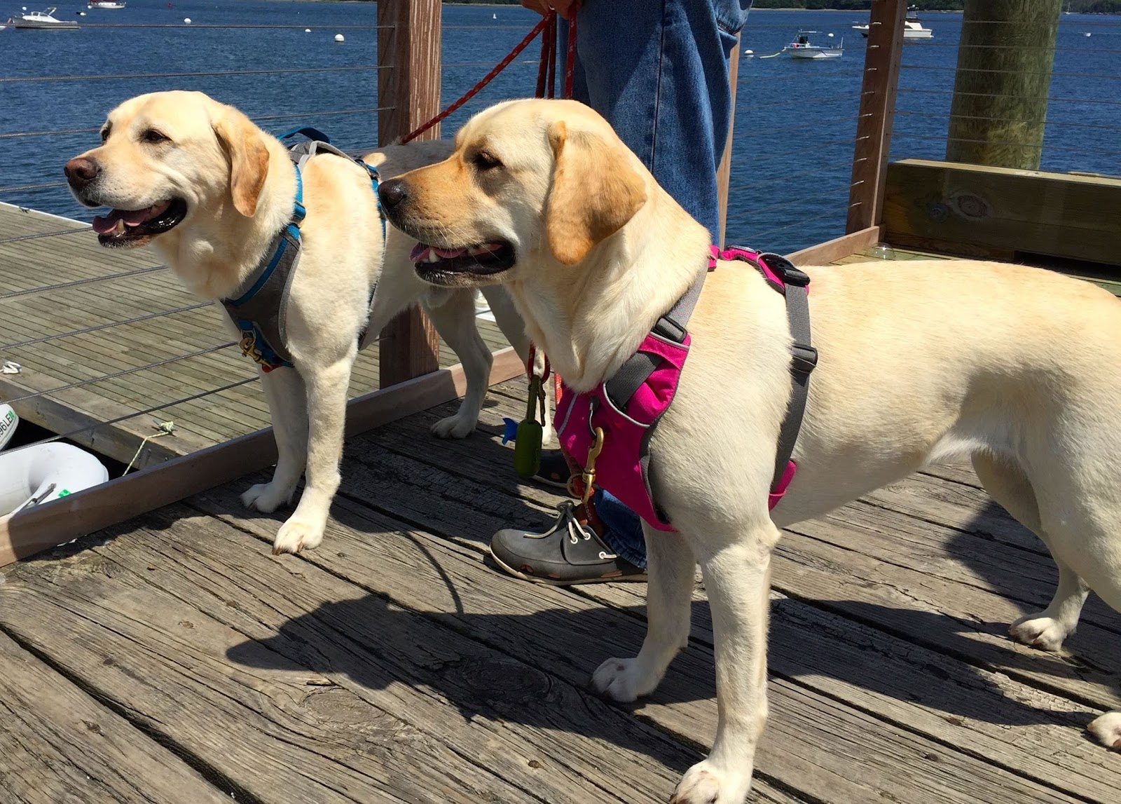 labrador harness size