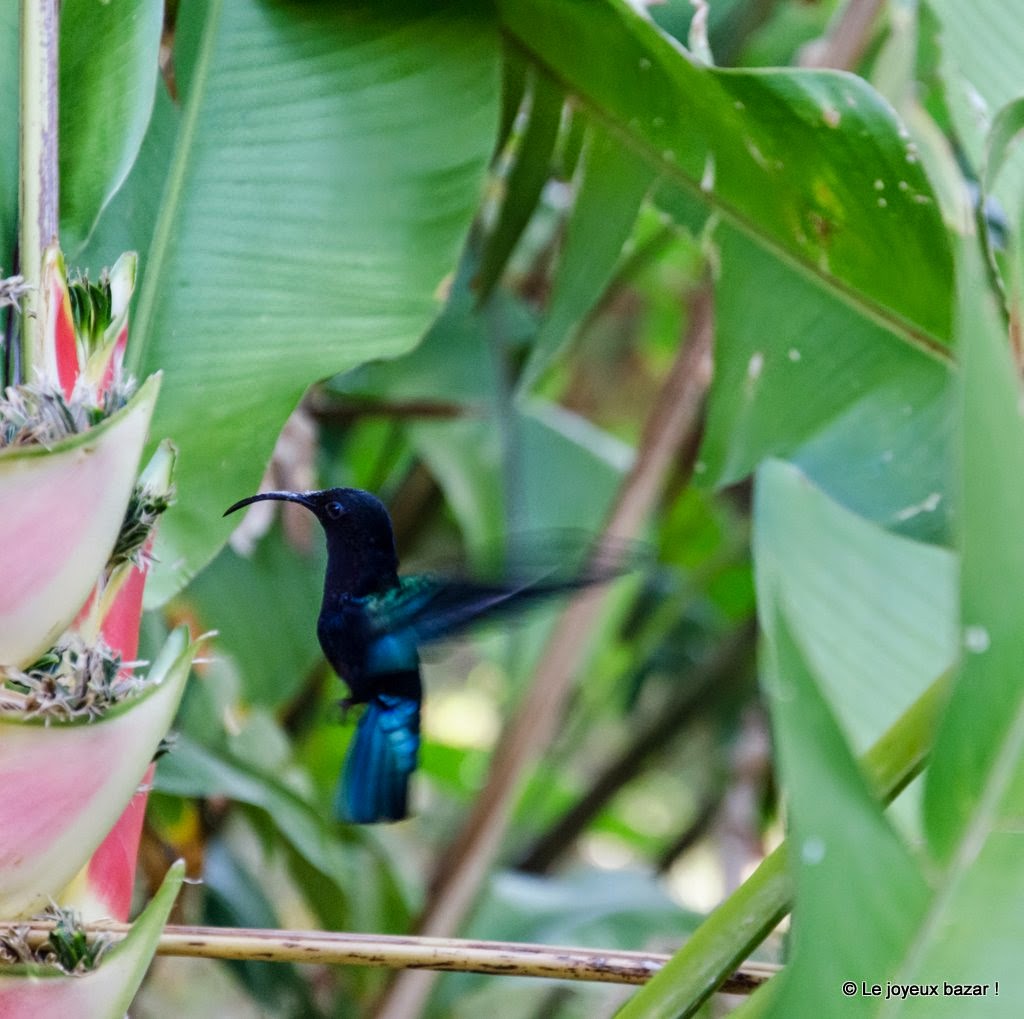 Guadeloupe  - Deshaies - jardin botanique - colibri