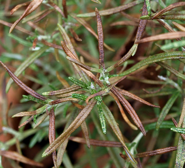 Rosemary Bush Has Gone Brown at Patricia Heroux blog