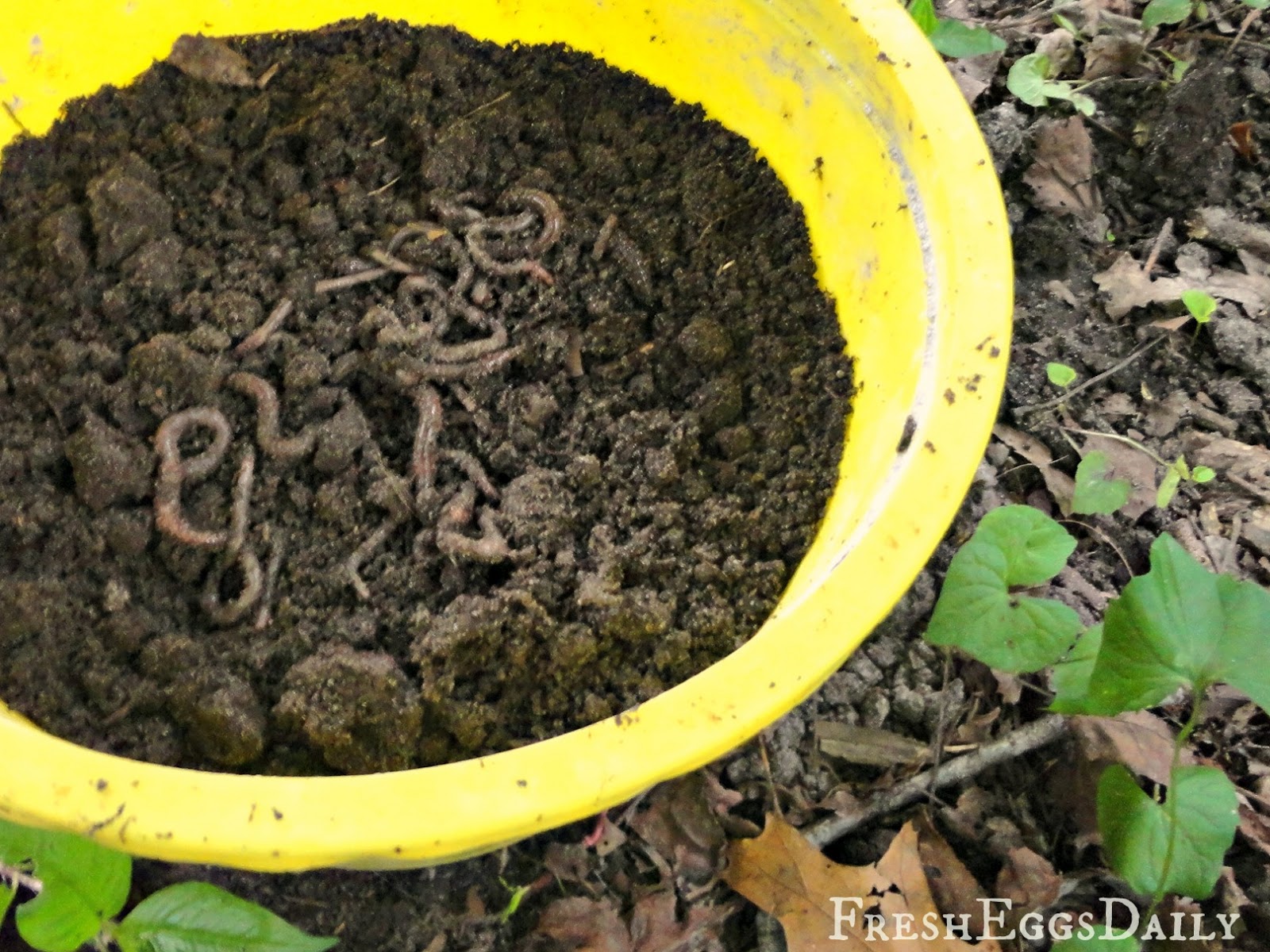 Don't Let the Fear of Gapeworm Keep you from Feeding your Chickens
